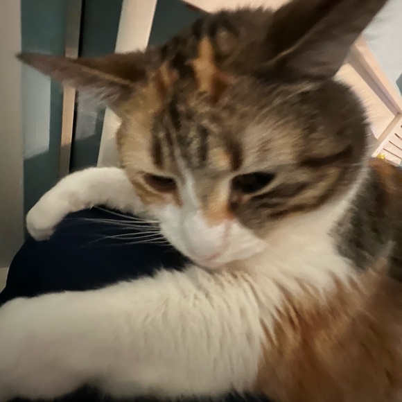 Meet the posher!! - Picture 1 of 1